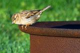 Sparrow On A Fire Ring_47714